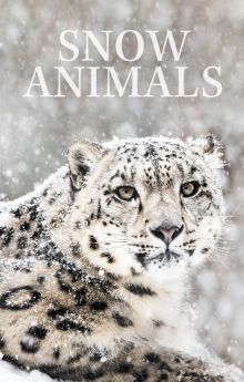 Snow Animals