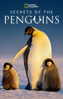 Secrets of the Penguins - Season 1 Secrets of the Penguins - Season 1